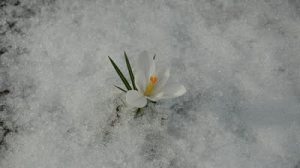 Snow flower